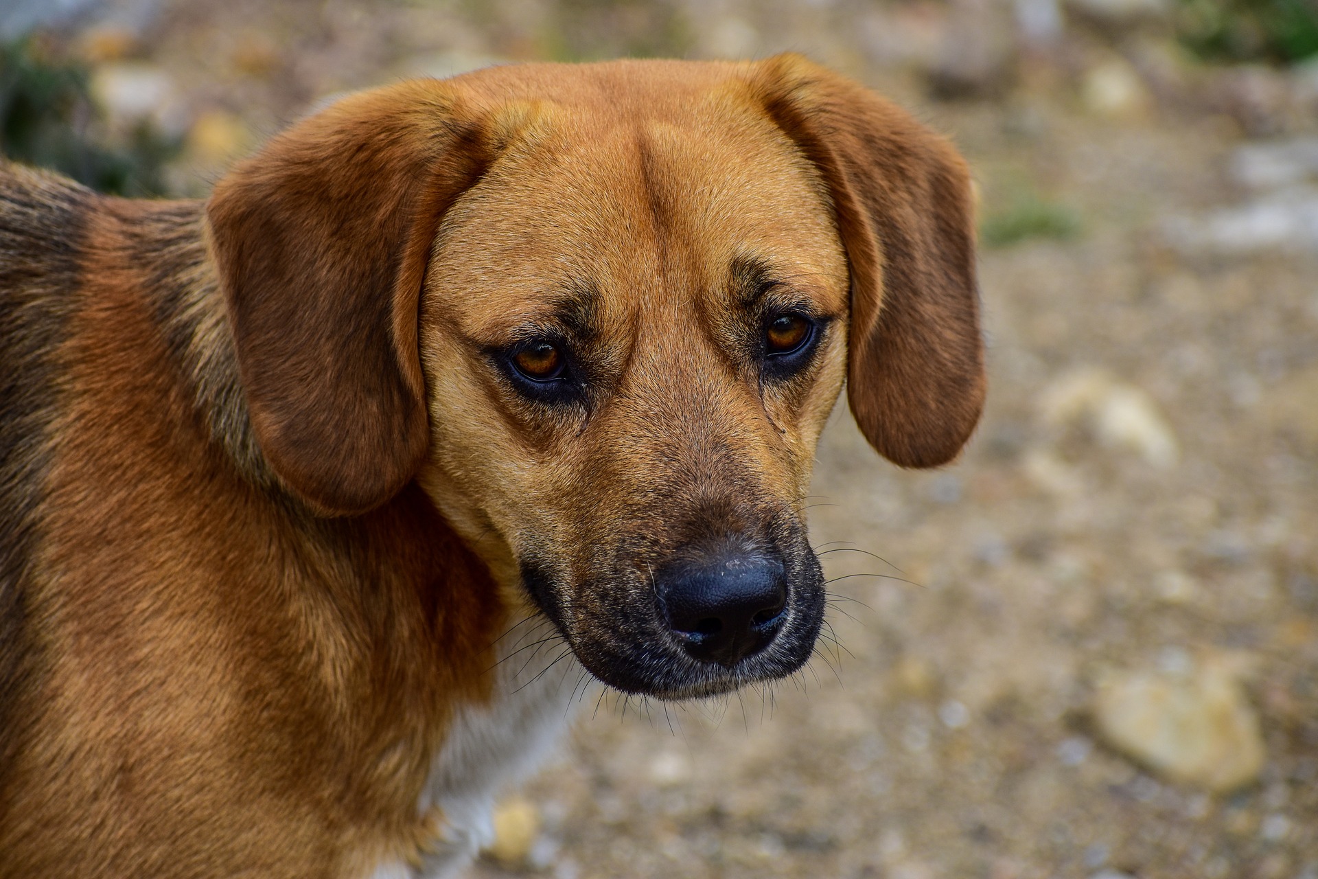 A Dor De Perder Um Cachorro Texto